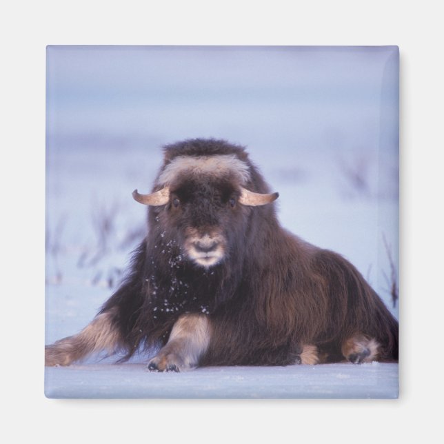 muskox, Ovibos moschatus, young bull Magnet (Front)