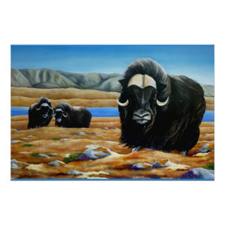 Muskox Painting Canadian Wildlife Poster Print