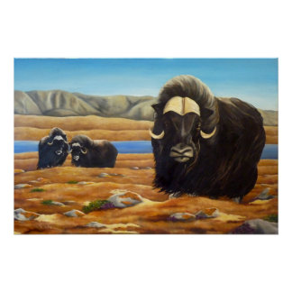 Muskox Painting Canadian Wildlife Poster Print