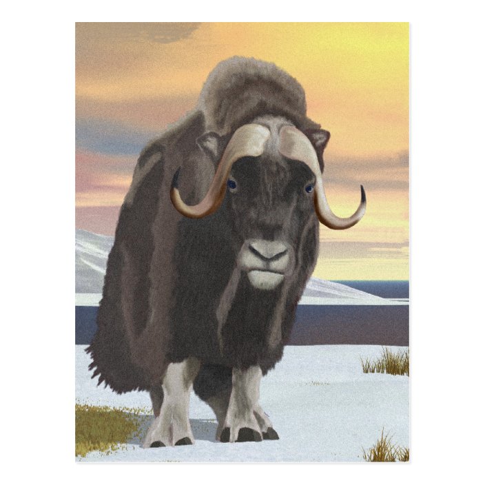 muskox plush