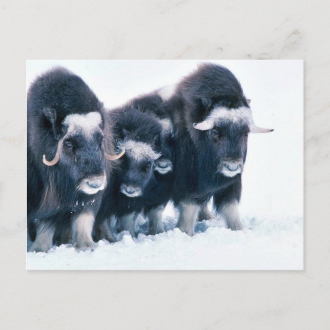 Muskoxen Postcard (Front)