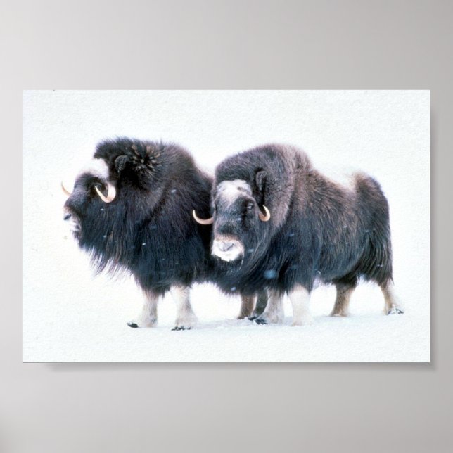 Muskoxen Poster (Front)