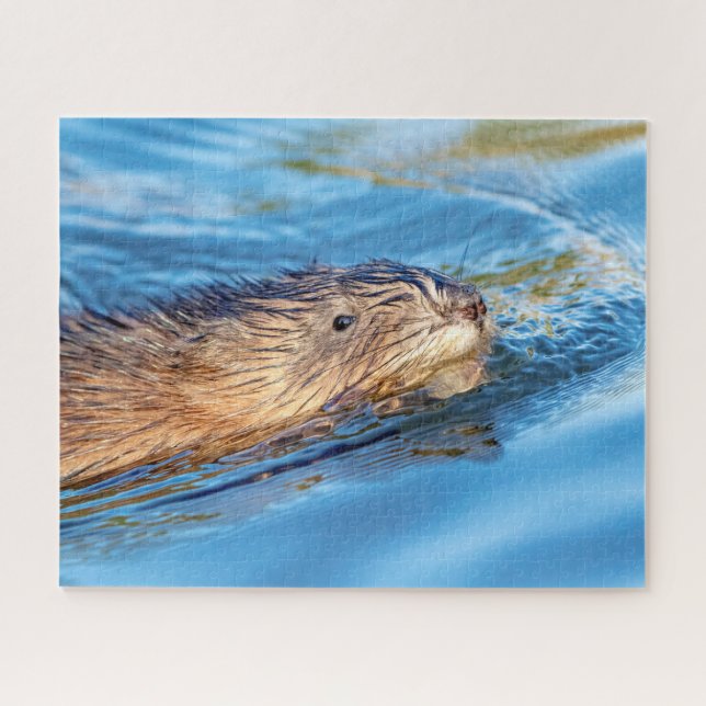 Muskrat at Vassar Farms Ecological Preserve Jigsaw Puzzle (Horizontal)