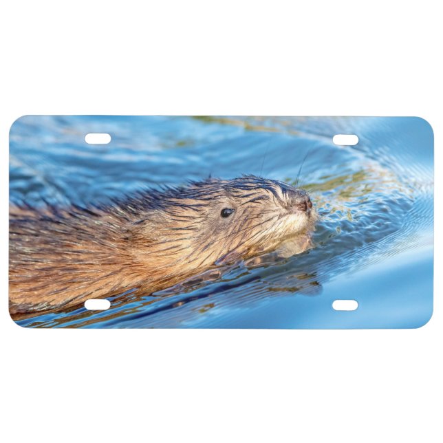 Muskrat at Vassar Farms Ecological Preserve License Plate (Front)