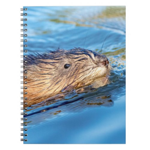 Muskrat at Vassar Farms Ecological Preserve Notebook