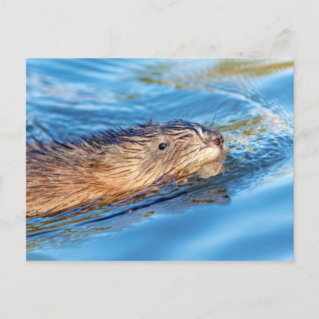 Muskrat at Vassar Farms Ecological Preserve Postcard (Front)