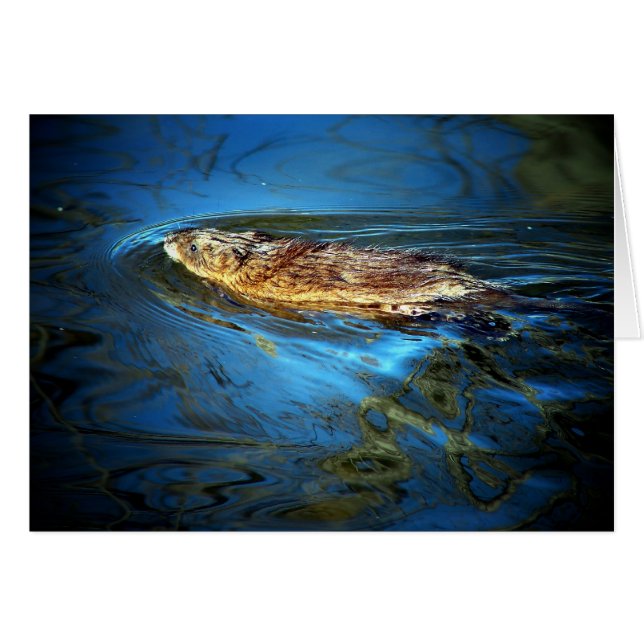 Muskrat Cards (Front Horizontal)