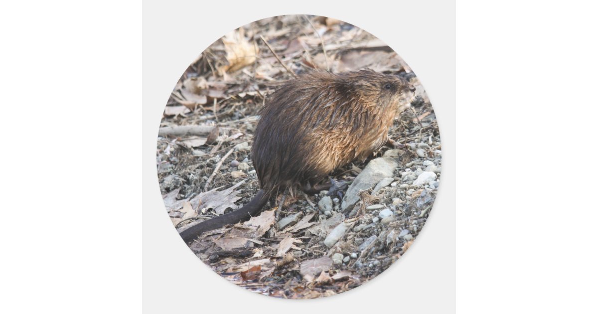 Muskrat Sticker Muskrat Classic Round Sticker | Zazzle
