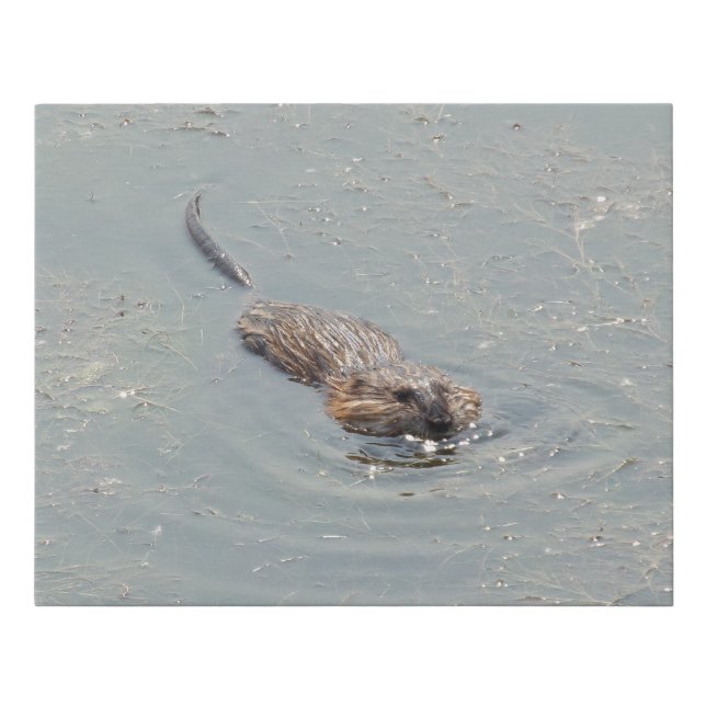 Muskrat Faux Wrapped Canvas Print (Front)