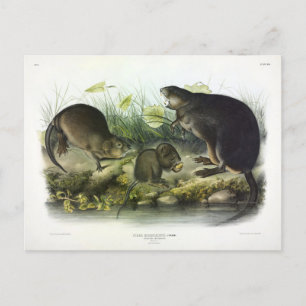 Muskrat from Audubon's Quadrupeds of North America Postcard