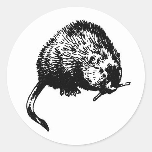 Muskrat illustration classic round sticker