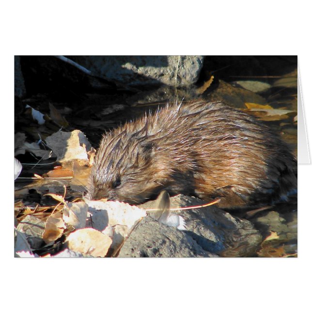 Muskrat on Land Cards (Front Horizontal)