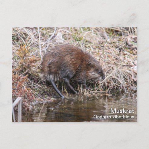 muskrat stuffed animal