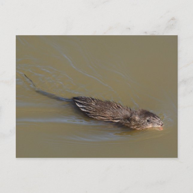 Muskrat postcard (Front)