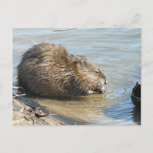 Muskrat Postcard. Postcard (Front)