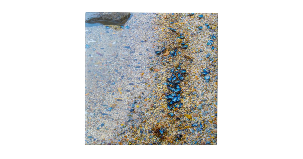 Mussel Shells in Maine Ceramic Tile | Zazzle