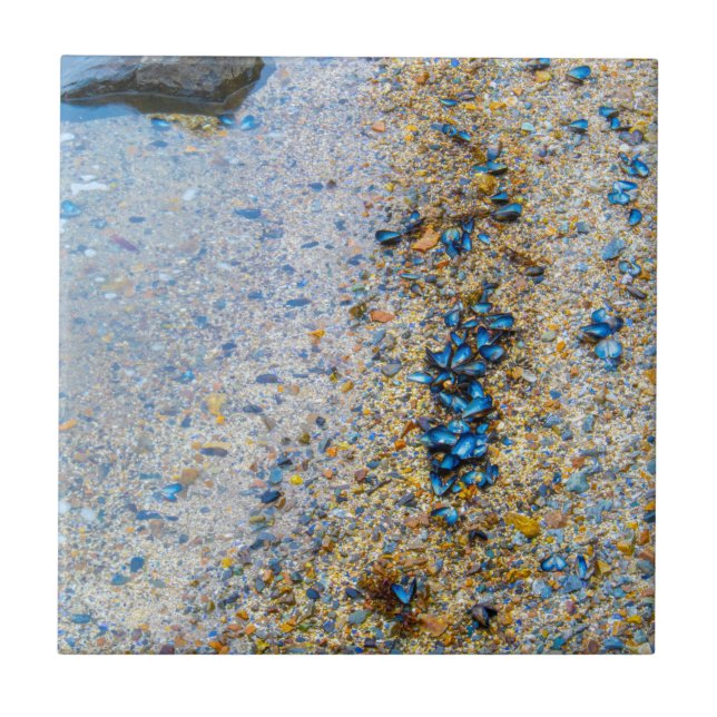 Mussel Shells in Maine Ceramic Tile (Front)