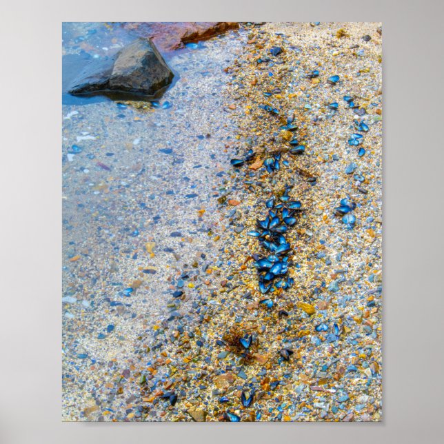 Mussel Shells in Maine Poster (Front)