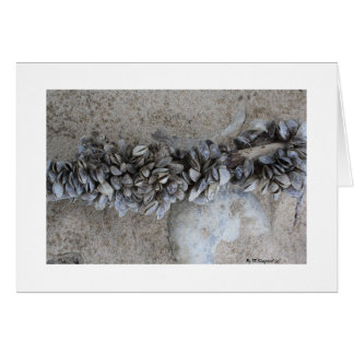 Mussels By W.Shepard (c) ... Cards