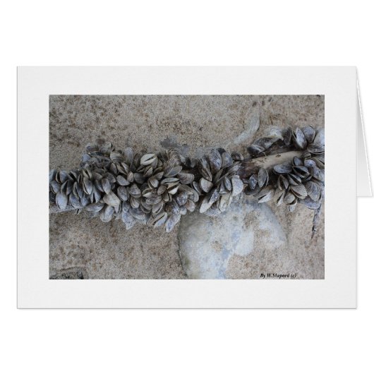 Mussels              By W.Shepard (c)       ... Cards (Front Horizontal)