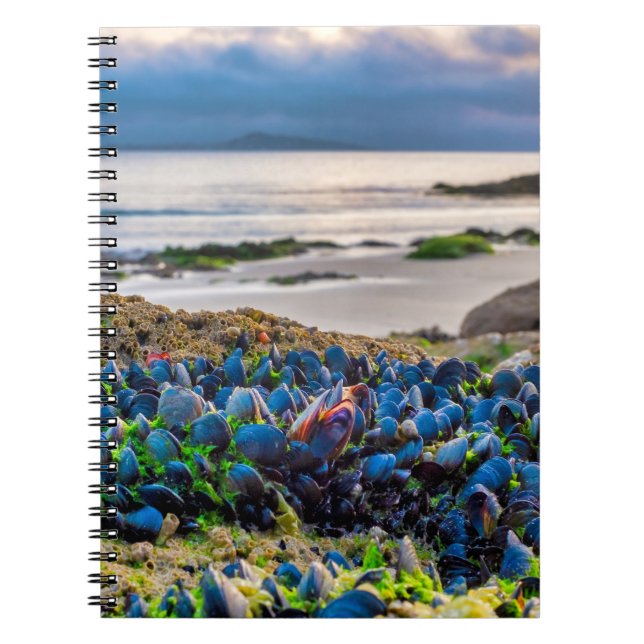 Mussels Notebook (Front)