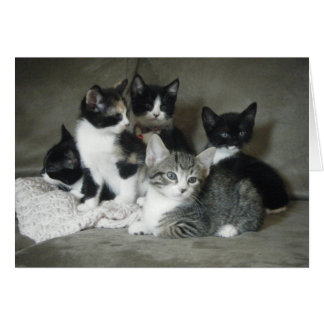 Must Love Kittens Cards