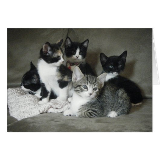 Must Love Kittens Cards (Front Horizontal)