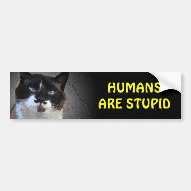 Mustache Cat Says Humans are Stupid Bumper Sticker (Front)