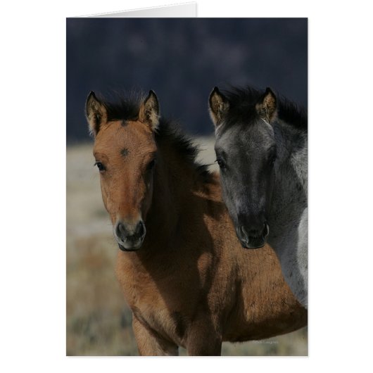 Mustang Foal Headshot Cards (Front)