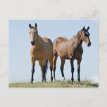 Mustang Horse Pair Postcard