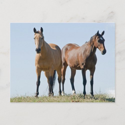 Mustang Horse Pair Postcard
