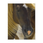 Mustang Horse Photo Postcard