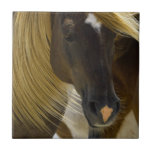 Mustang Horse Photo Trivet