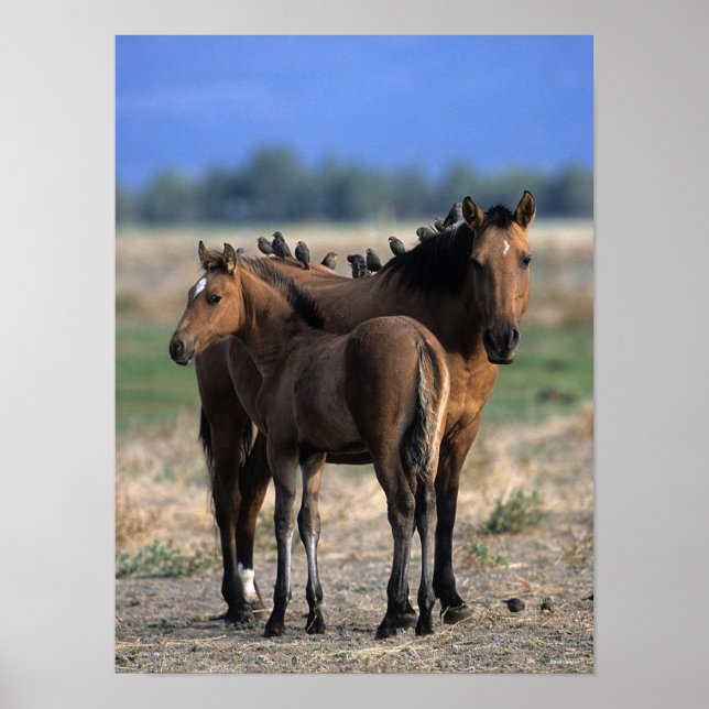 Mustang Mare and Foal Standing With Birds Poster (Front)