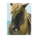 Mustang Postcard