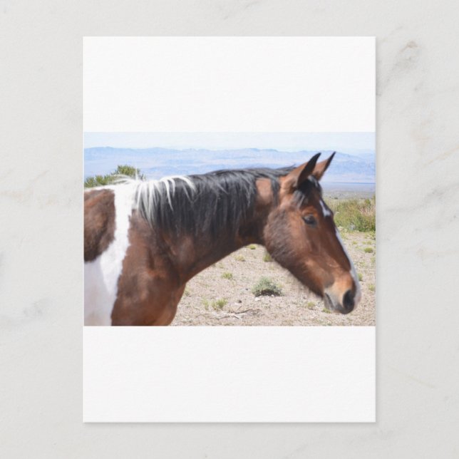 Mustang Postcard (Front)