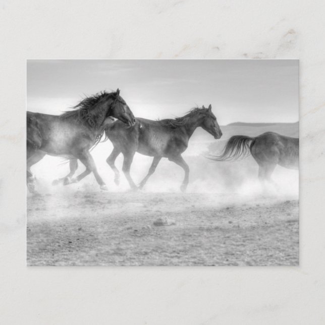 Mustang Run Postcard (Front)