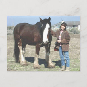 Mustang Spirit Post Card