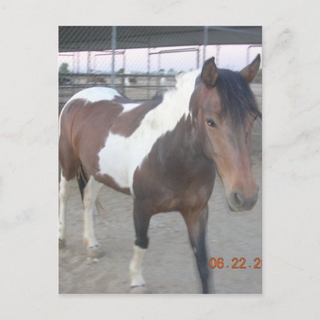 Mustang-Spirit Postcard (Front)