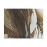 Mustang Wild Horse Postcard