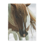 Mustang Wild Horse Postcard
