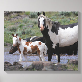 Mustangs- Maestro & Filly  Canvas Photo Tile
