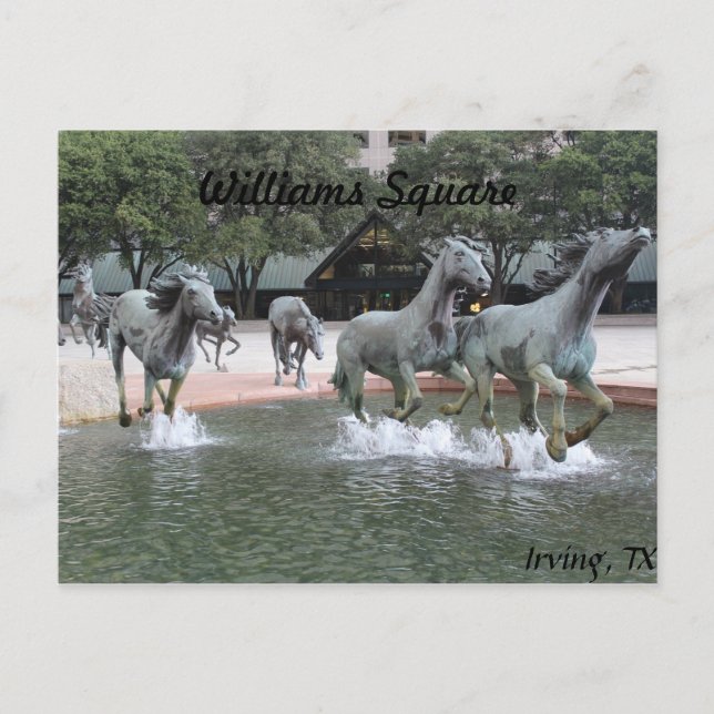 Mustangs of Las Colinas # 27 Postcard (Front)