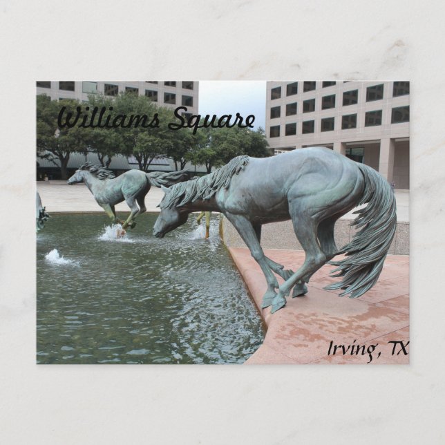 Mustangs of Las Colinas # 28 Postcard (Front)