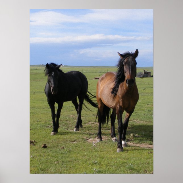 Mustangs Poster (Front)