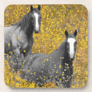 Mustard and Horses Drink Coaster