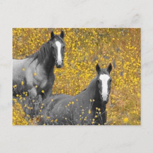 Mustard and Horses Postcard