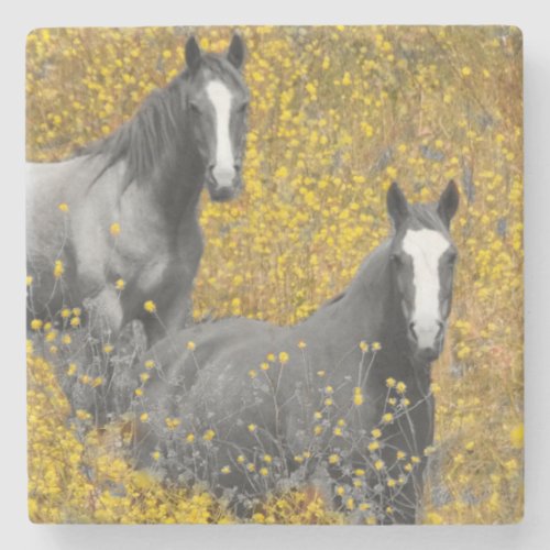 Mustard and Horses Stone Coaster