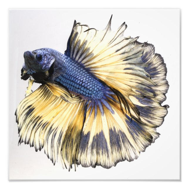 Mustard Gas Halfmoon Betta Photo Print (Front)