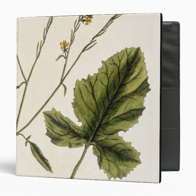 Mustard, plate 446 from 'A Curious Herbal', publis Binder (Front/Inside)